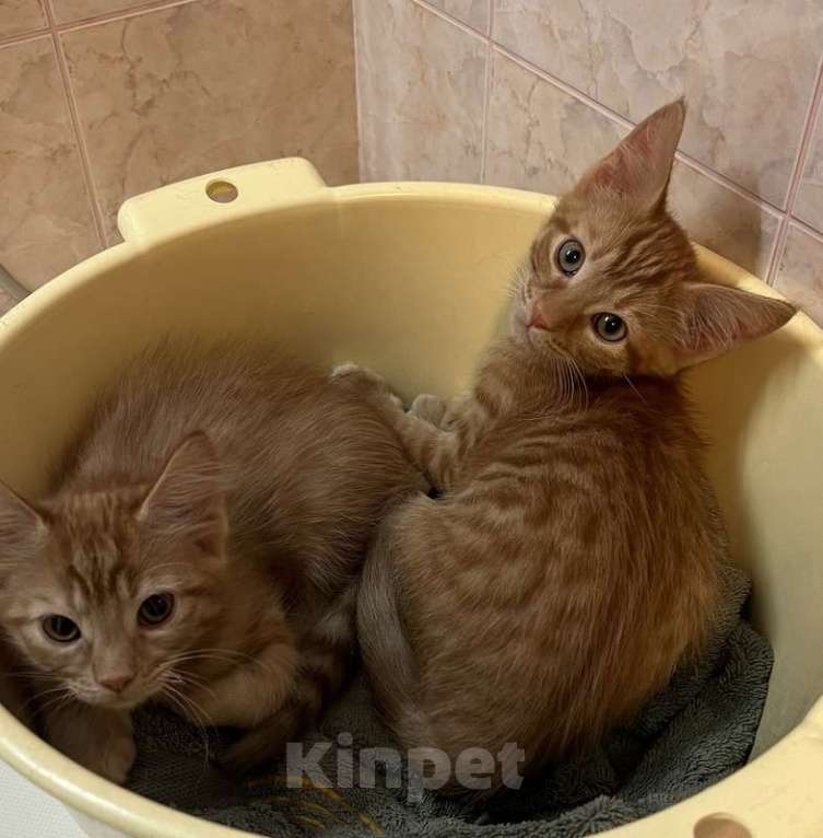 Кошки в Москве: Рыжие котята от мамы мейн-куна Мальчик, 1 руб. - фото 2