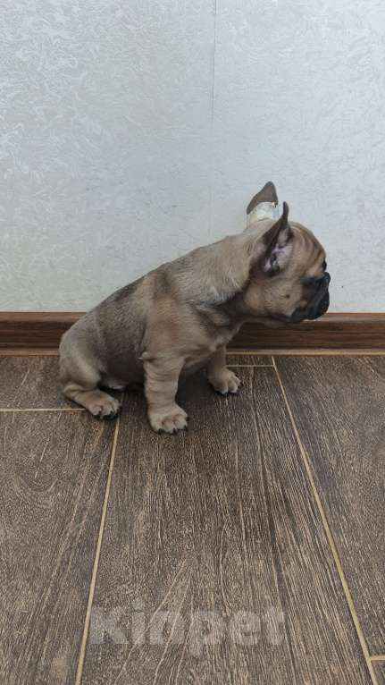 Собаки в Белореченске: Французский бульдог Мальчик, Бесплатно - фото 2