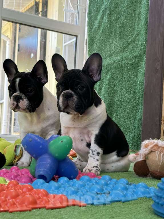 Собаки в Нижнем Новгороде: Очаровательный французский мальчишка  Мальчик, 70 000 руб. - фото 3