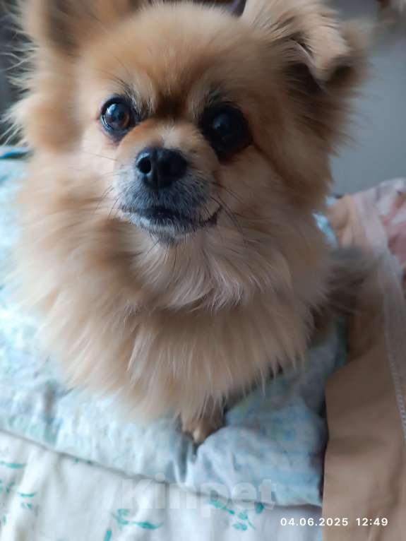 Собаки в Прокопьевске: В добрые руки Девочка, 1 000 руб. - фото 2