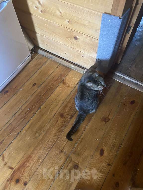 Кошки в Санкт-Петербурге: Отдам даром кошку Девочка, 100 руб. - фото 3