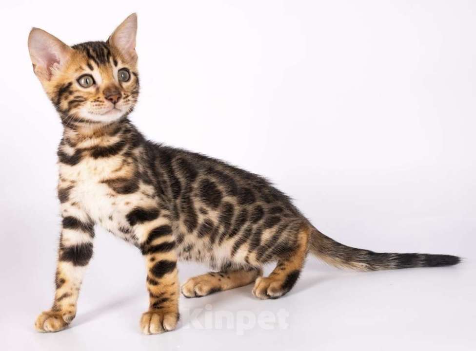 Кошки в Москве: Бенгальские котята  Мальчик, 25 000 руб. - фото 6