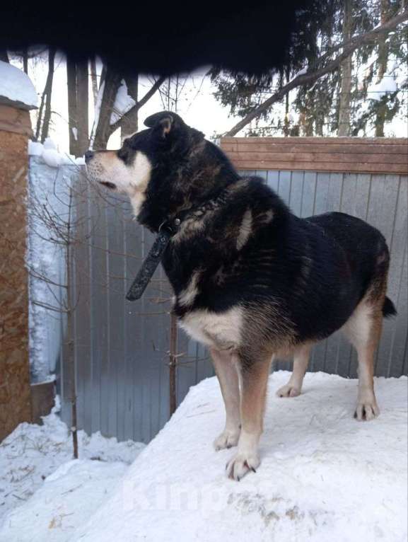 Собаки в Москве: Собака в добрые руки Мальчик, Бесплатно - фото 6