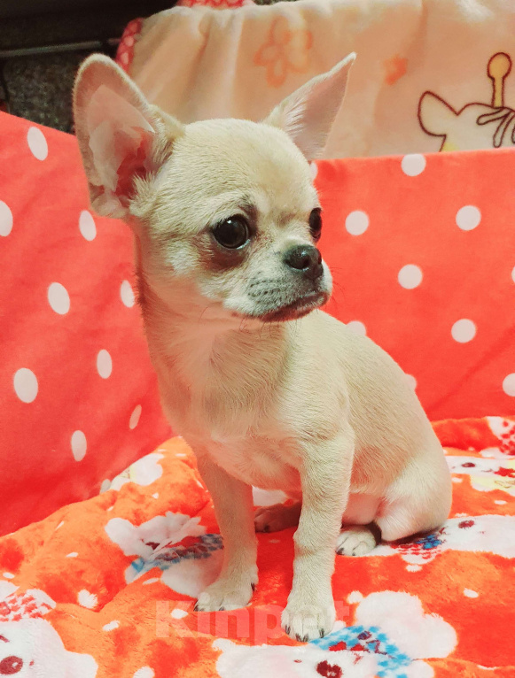 Собаки в Москве: Щенки чихуахуа Девочка, 30 000 руб. - фото 3