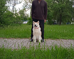 Собаки в Саратове: Японская Акита Девочка, 15 000 руб. - фото 1