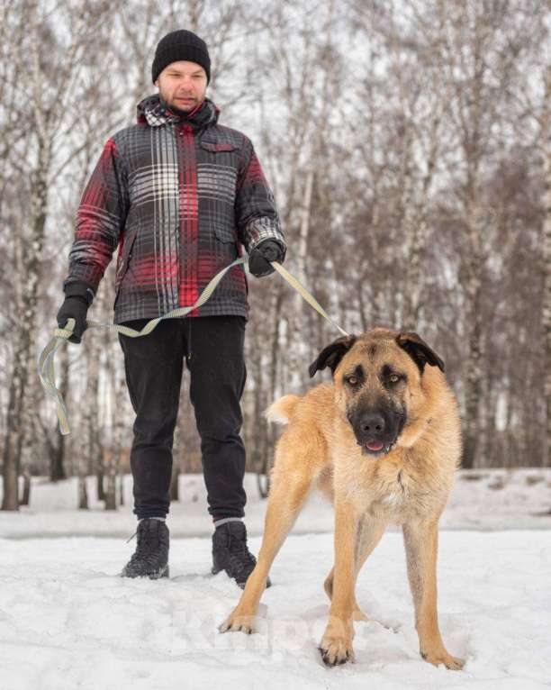 Собаки в Москве: Тайсон из приюта Мальчик, Бесплатно - фото 4