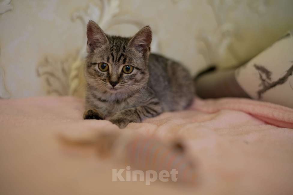 Кошки в Москве: Малышка Мелисса ищет семью Девочка, Бесплатно - фото 2