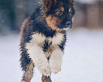 Собаки в Наро-Фоминске: Потап якутенок из ппбж  Мальчик, Бесплатно - фото 5