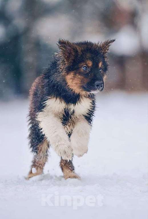 Собаки в Наро-Фоминске: Потап якутенок из ппбж  Мальчик, Бесплатно - фото 5