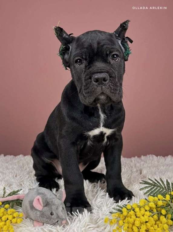 Собаки в Москве: Великолепная чёрная малышка кане корсо. Девочка, 100 000 руб. - фото 2