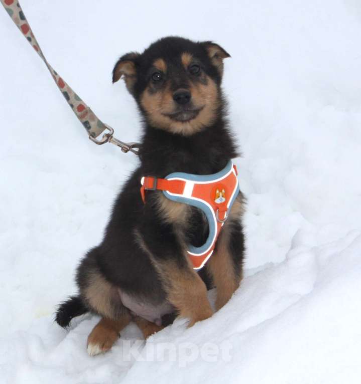 Собаки в Москве: Маленькому щенульке Рэксику очень нужны дом и семья Мальчик, Бесплатно - фото 5