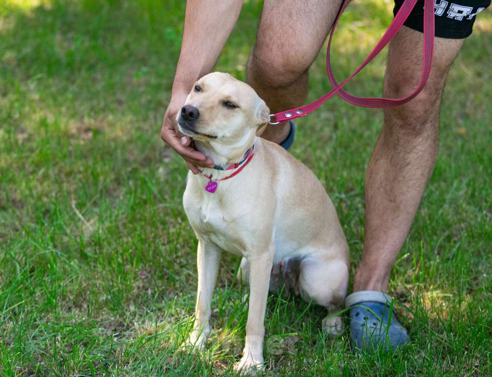 Собаки в Балашихе: Лада собака мечта, отличное поведение дома и на улице. Девочка, Бесплатно - фото 3