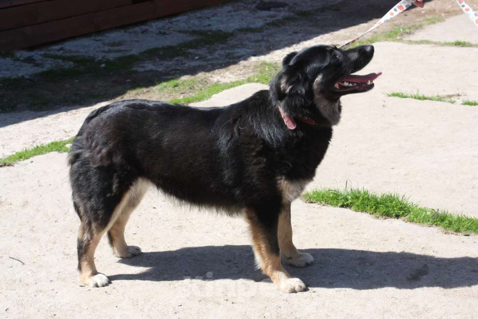 Собаки в Москве: Алиса в поисках любящей семьи Девочка, 100 руб. - фото 8