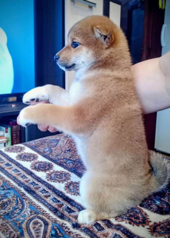 Собаки в других городах Ленинградской области: Великолепные щенки породы Сиба-ину Девочка, Бесплатно - фото 2