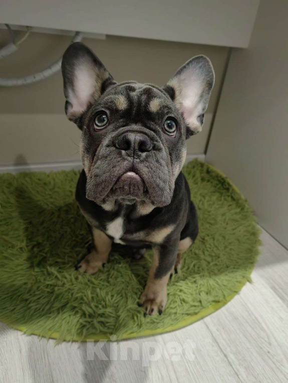 Собаки в Краснодаре: Французский бульдог, щенок Мальчик, 50 000 руб. - фото 2