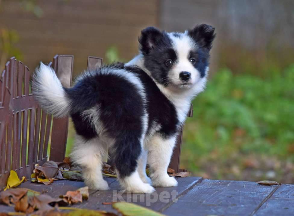Собаки в Москве: Ненецкая оленегонная лайка, сука Дакота. Девочка, 60 000 руб. - фото 1