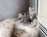 Кошки в Мытищах: Невский маскарадный котик Мальчик, Бесплатно - фото 4