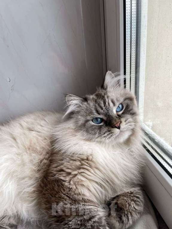 Кошки в Мытищах: Невский маскарадный котик Мальчик, Бесплатно - фото 4