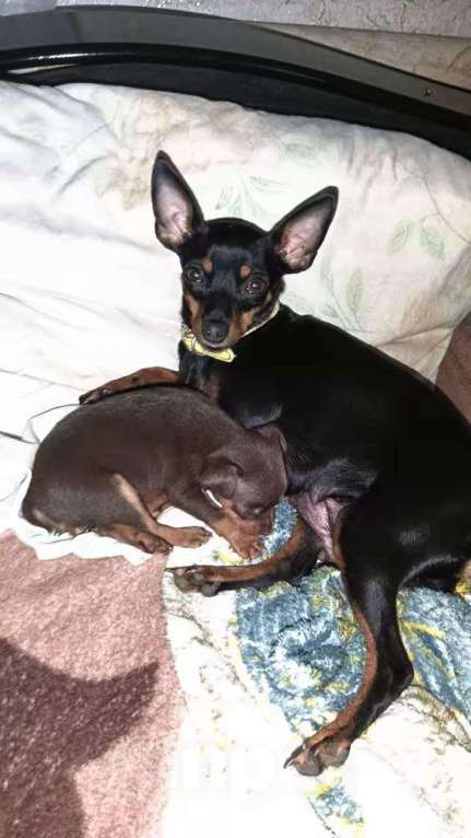 Собаки в других городах Самарской области: Ищем семью Мальчик, 10 000 руб. - фото 2