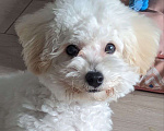 Собаки в Москве: Срочно ищем семью для мальчика Бишон Фризе  Мальчик, 30 000 руб. - фото 1