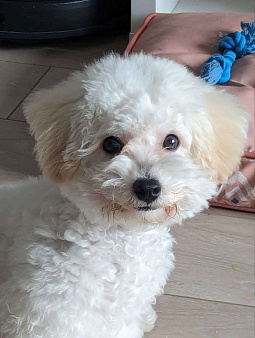 Срочно ищем семью для мальчика Бишон Фризе 