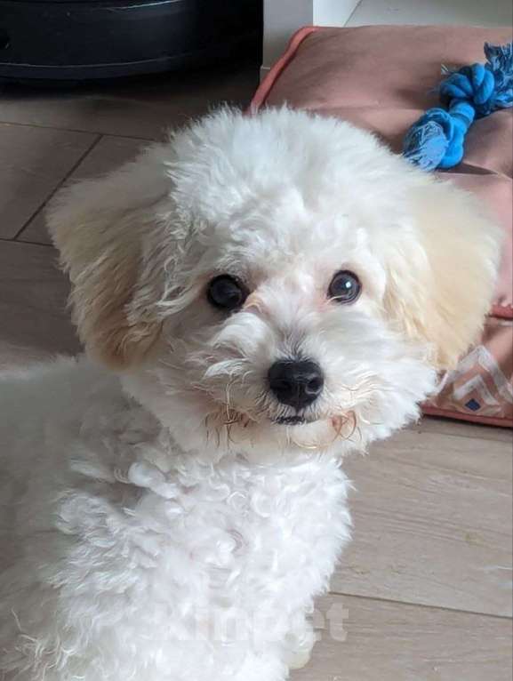 Собаки в Москве: Срочно ищем семью для мальчика Бишон Фризе  Мальчик, 30 000 руб. - фото 1
