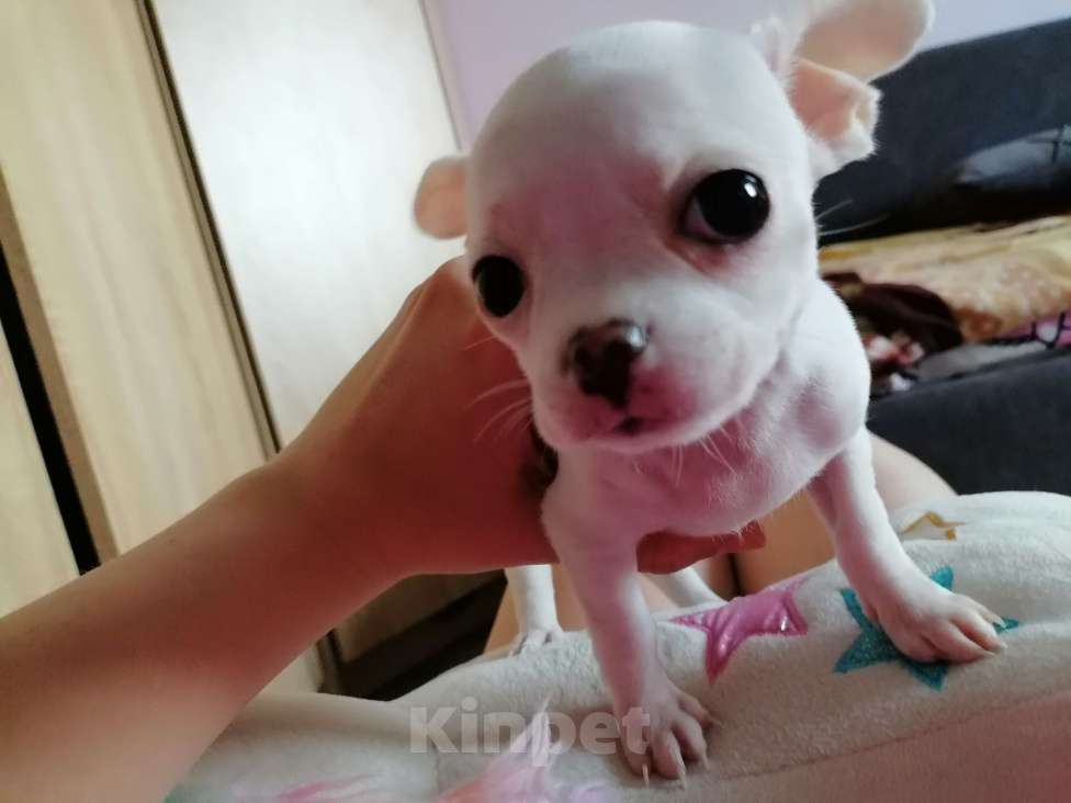 Собаки в Хабаровске: Щенок чихуахуа девочка  Девочка, 25 000 руб. - фото 7