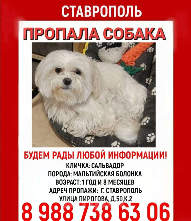 Собаки в Ставрополе: ПРОПАЛ САЛЬВАДОР Мальчик, Бесплатно - фото 1
