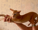 Кошки в Санкт-Петербурге: Котенок рыжий (абрикосовый) Мальчик, 39 999 руб. - фото 1