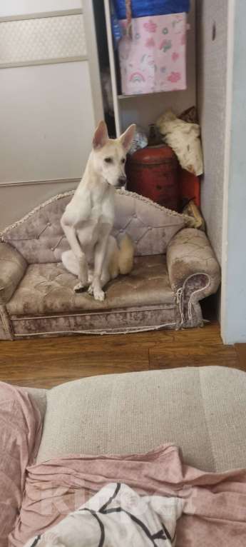 Собаки в Москве: Мама хаски папа немец Мальчик, Бесплатно - фото 4