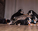 Собаки в Москве: Щенки Большого Швейцарского Зенненхунда, 80 000 руб. - фото 1