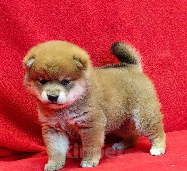 Собаки в Москве: Сиба ину. Девочка. Девочка, 70 000 руб. - фото 3