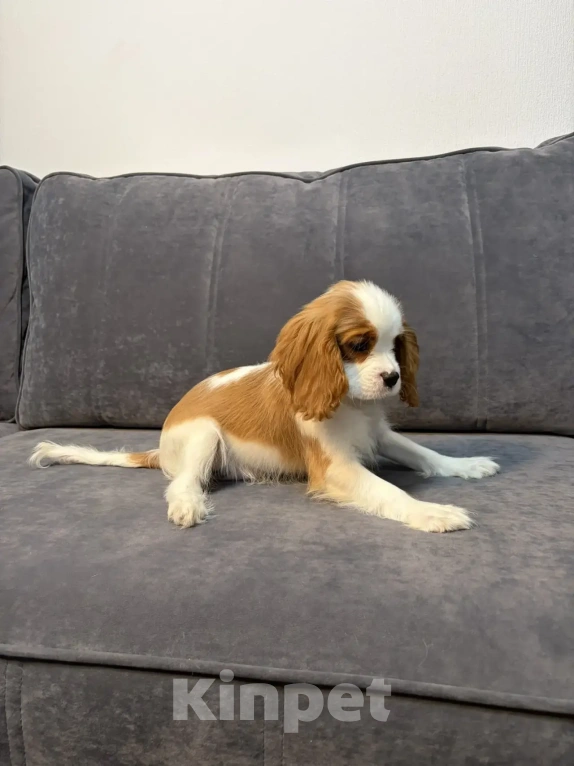 Собаки в других городах Ленинградской области: Щенки кавалер‑кинг‑чарльз‑спаниель Разнополые, 70 000 руб. - фото 3