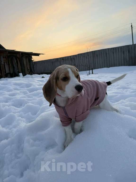 Собаки в Москве: ДЕВОЧКА Девочка, 50 000 руб. - фото 2