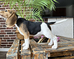 Собаки в Краснодаре: Мини девочка бигль РКФ Девочка, 30 000 руб. - фото 2