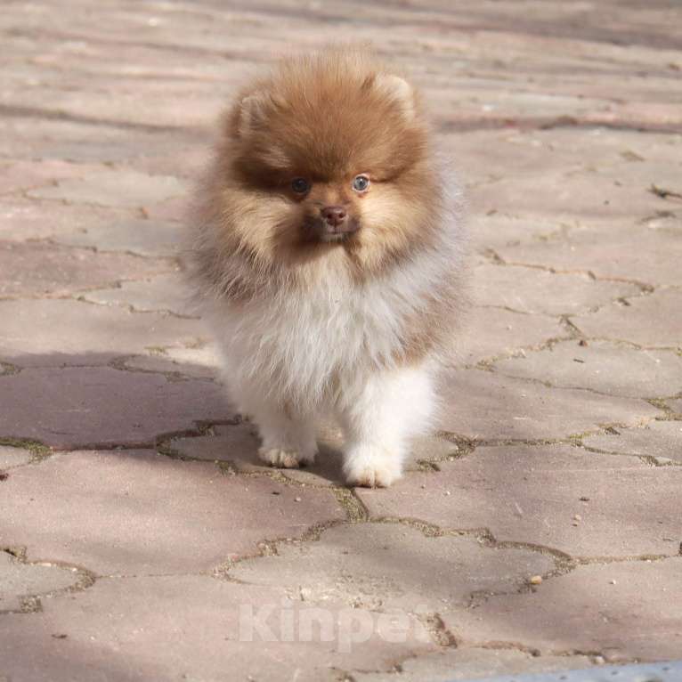 Собаки в Москве: Супер мальчик- Огонёк Мальчик, 55 000 руб. - фото 2