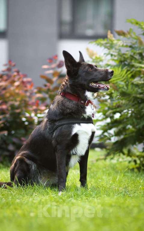 Собаки в Москве: Представляем вашему вниманию очаровательную и задорную Буню Девочка, 1 руб. - фото 3