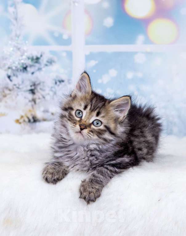 Кошки в Москве: Мальчик Эндрю Мальчик, 50 000 руб. - фото 1