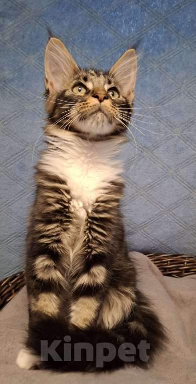 Кошки в Санкт-Петербурге: Котенок мейн кун девочка Девочка, 40 руб. - фото 2