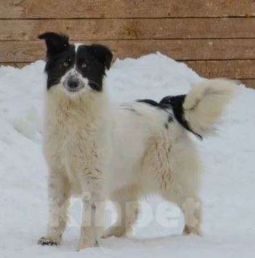 Собаки в Москве: Ноли Девочка, Бесплатно - фото 3