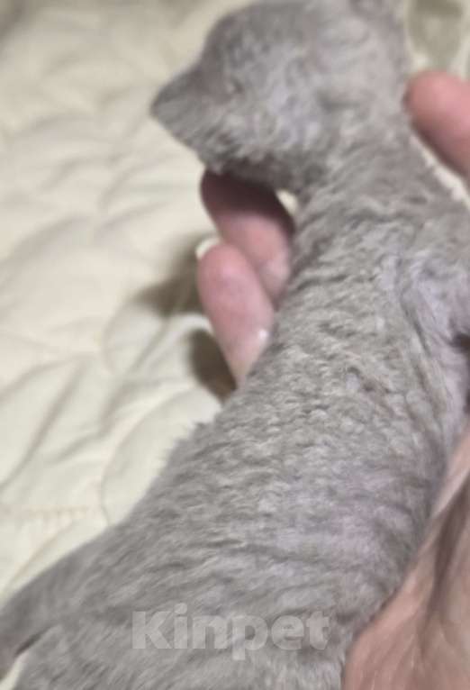 Кошки в Москве: Котята девон рекс Лиловые, циннамон, шоколадный мрамор Девочка, 85 000 руб. - фото 10