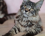 Кошки в Череповце: Юджин Мальчик, Бесплатно - фото 3