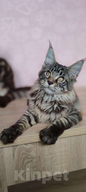 Кошки в Череповце: Юджин Мальчик, Бесплатно - фото 3