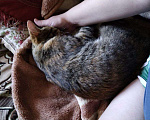 Кошки в Мур: В добрые руки Девочка, 1 руб. - фото 6