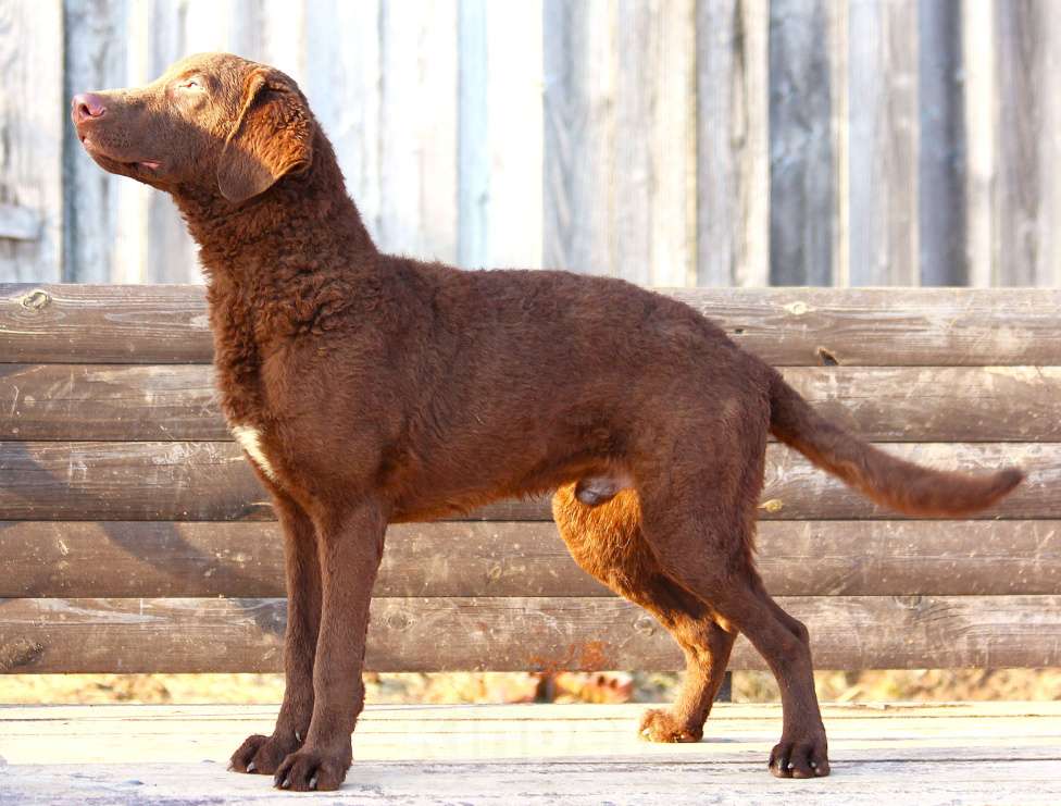 Собаки в других городах Московской области: Щенок кобель Чесапик-бей-ретривер  Мальчик, 40 000 руб. - фото 4