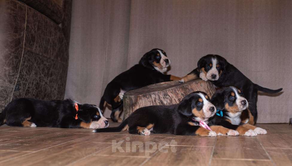 Собаки в Москве: Щенки Большого Швейцарского Зенненхунда, 80 000 руб. - фото 1