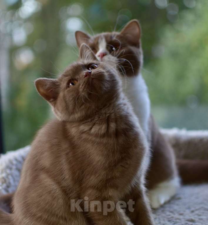 Кошки в Санкт-Петербурге: Британская короткошерстная  Мальчик, 60 000 руб. - фото 2