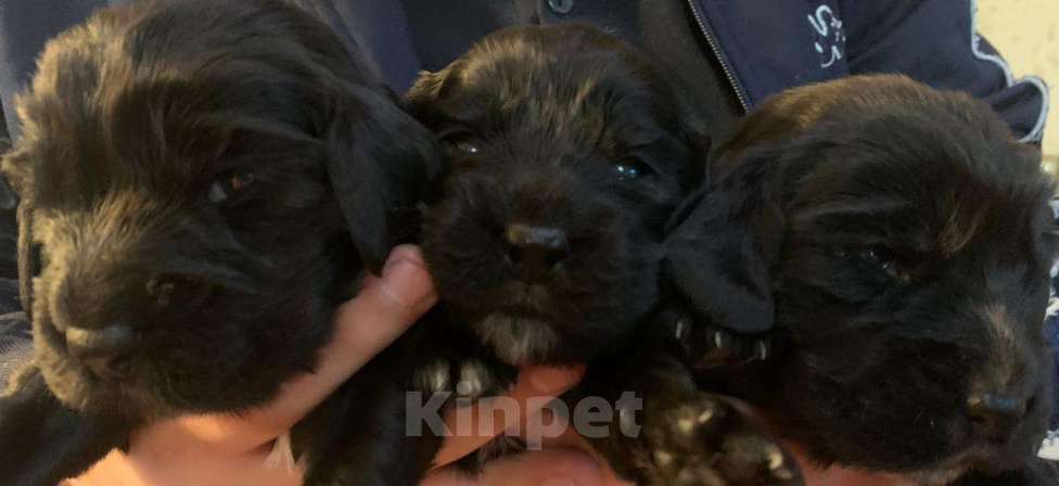 Собаки в Мурманске: спаниель Девочка, 18 000 руб. - фото 2