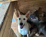 Собаки в Хабаровске: Белый щенок  Мальчик, 1 руб. - фото 1