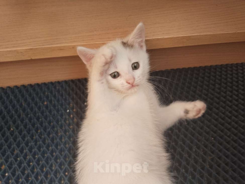 Кошки в Подольске: Котёнок 3 месяца девочка Девочка, 100 руб. - фото 5